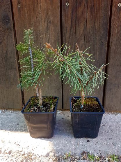 Smrek brewerov (Picea breweriana) veľkosť 15-20cm