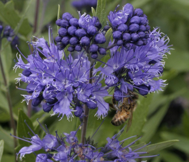 Bradavec (Caryopteris x clandonensis ‘Heavenly blue’) veľkosť 35-50cm – Obrázok 2
