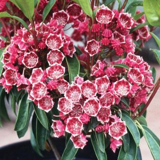 Kalmia
