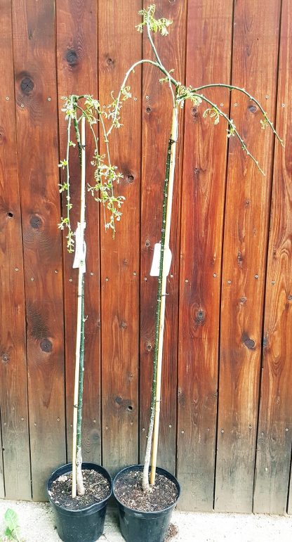 Sofora japonská (Sophora japonica ´Pendula´) veľkosť 140-160cm