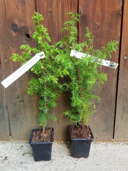 Borievka obyčajná (Juniperus communis) veľkosť 40-70cm