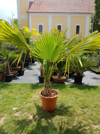 Sabal minor - kmeň 30-40cm, celková výška 190+cm