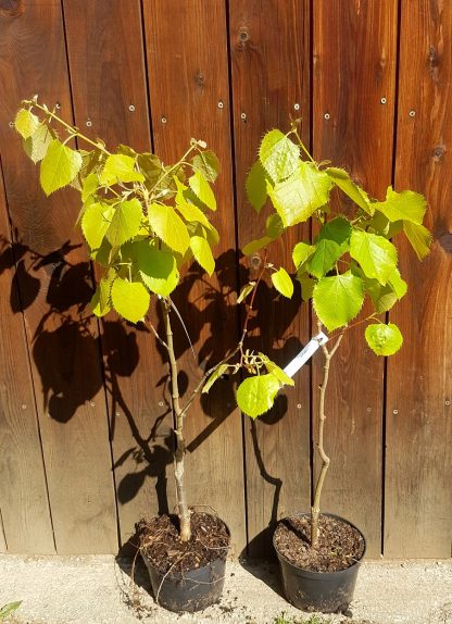 Lipa henryho (Tilia henryana) veľkosť 60-90cm