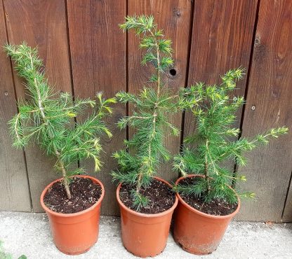 Céder libanonský (Cedrus libani) veľkosť 40-50cm