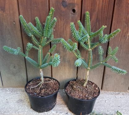 Jedľa španielska (Abies pinsapo ´Fastigiata´) veľkosť 40-60cm