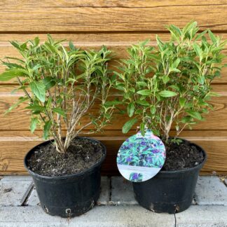 Bradavec (Caryopteris x clandonensis ‘Grand Bleu’) veľkosť 30-50cm