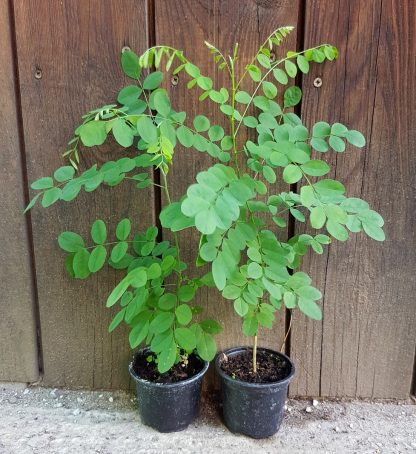 Sofora japonská (Sophora japonica) veľkosť 20-40cm