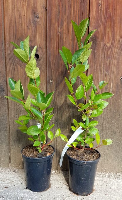 Arónia čiernoplodá (Aronia melanocarpa ’Nero’) veľkosť 30-50cm