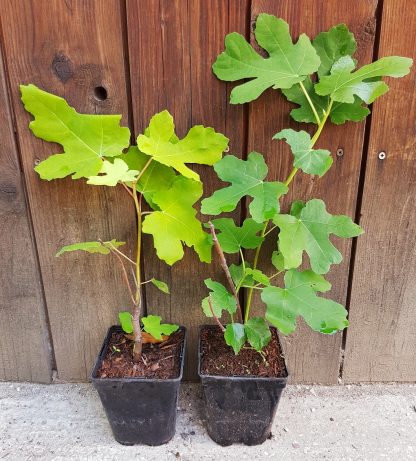 Figovník jedlý (Ficus carica ´Ronde de Bordeaux´) veľkosť 40-60cm