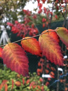 Zelkova serrata