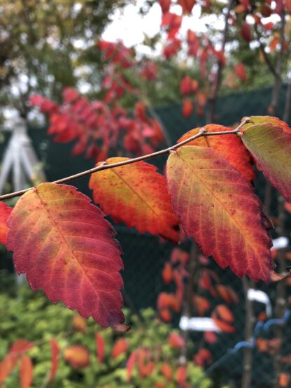 Zelkova serrata
