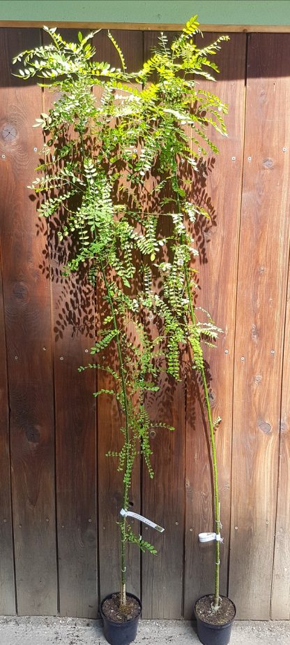 Sofora japonská (Sophora japonica) veľkosť 180-250cm