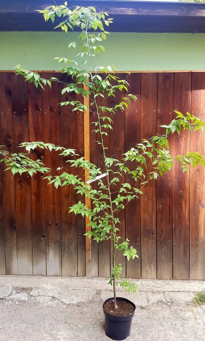 Zelkova ostrolistá (Zelkova serrata) veľkosť 250-300cm