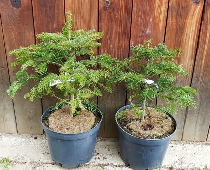 Jedľa Nordmannova (Abies nordmanniana) veľkosť 40-55cm