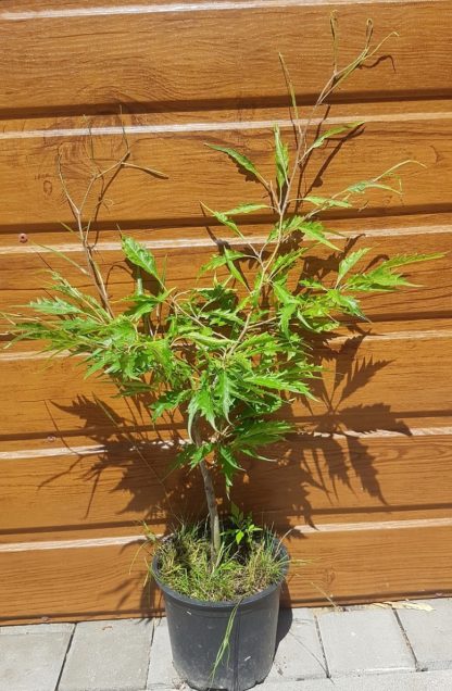 Buk lesný (Fagus sylvatica ‘Aspleniifolia’) veľkosť 40-80cm - Image 2