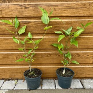 Moruša Trpasličia (Morus rotundiloba BonBonBerry® ´MOJO BERRY´) veľkosť 30cm+