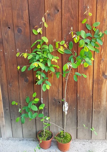 Muchovník Lamarckov (Amelanchier lamarckii) veľkosť 100-160cm