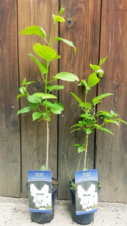 Orgován obyčajný (Syringa vulgaris ´Miss Ellen Willmott´) veľkosť 70-100cm - Image 2