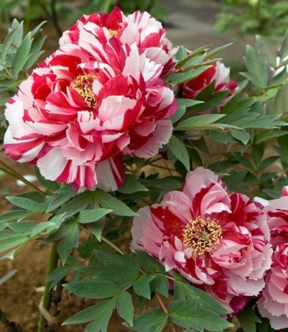 Pivonka drevitá (Paeonia suffruticosa ’Shima Nishiki’) veľkosť 20cm+