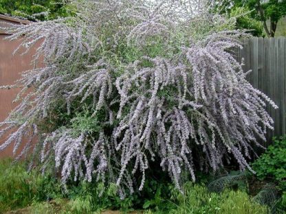 Budleja striedavolistá (Buddleia alternifolia) veľkosť 20+cm