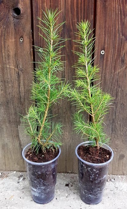 Céder himalájsky (Cedrus deodara) veľkosť 35-50cm