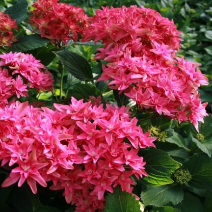 Hortenzia kalinolistá (Hydrangea macrophylla ´Princess Diana´®) veľkosť 25cm+