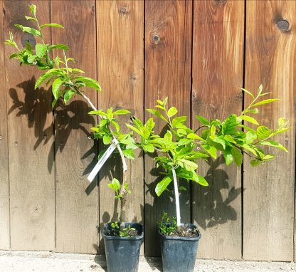 Mišpuľa obyčajná (Mespilus germanica ’Holandská’) veľkosť 60-90cm