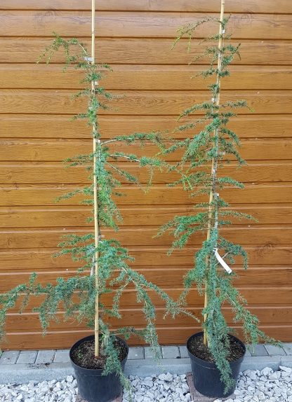 Céder libanonský (Cedrus libani ´Brevifolia compacta´) veľkosť 165cm+