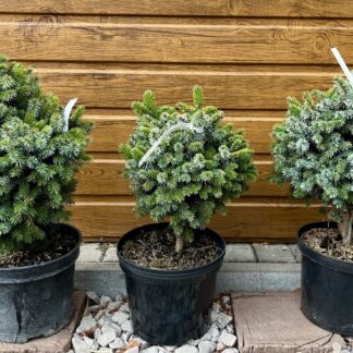 Smrek sitkanský (Picea sitchensis ´Wiesje´) veľkosť 30cm+