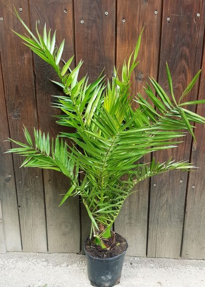 Phoenix canariensis (Ďatľovník kanársky) veľkosť 90cm+