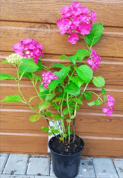 Hortenzia kalinolistá (Hydrangea macrophylla ´Holehird Purple´) veľkosť 25cm+ - Image 2