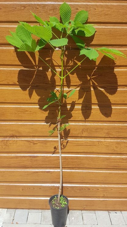 Pagaštan konský (Aesculus hippocastanum) veľkosť 70-100cm
