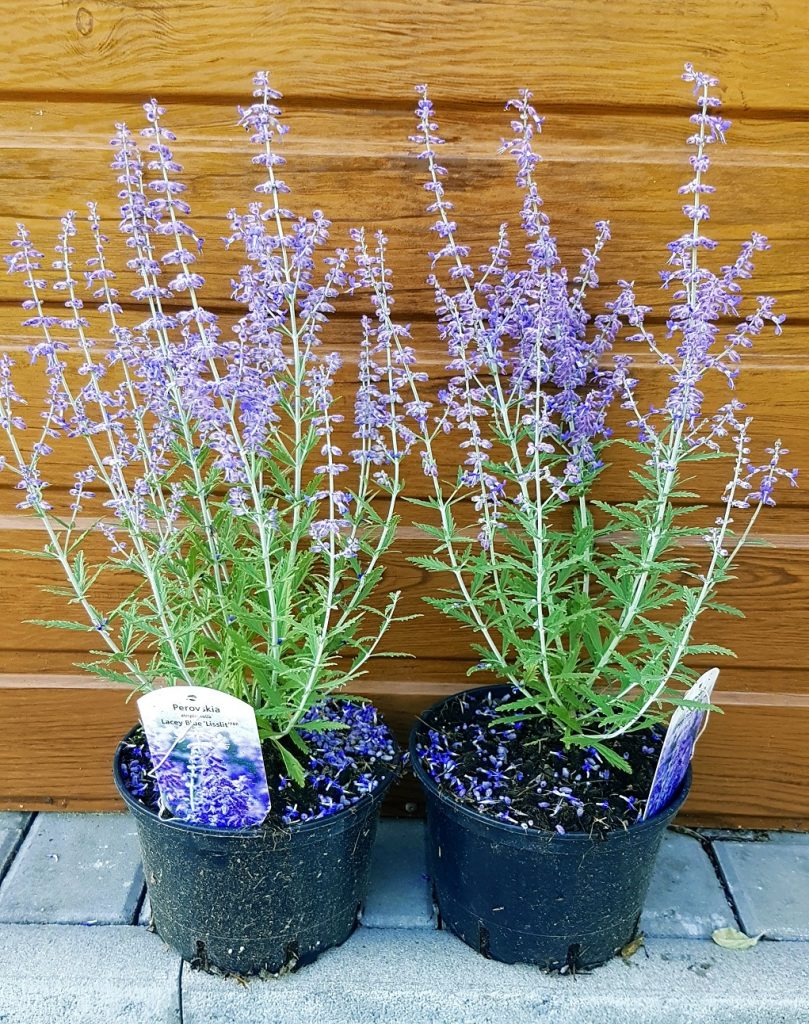 Perovskia (Perovskia atriplicifolia ´Lacey Blue´)