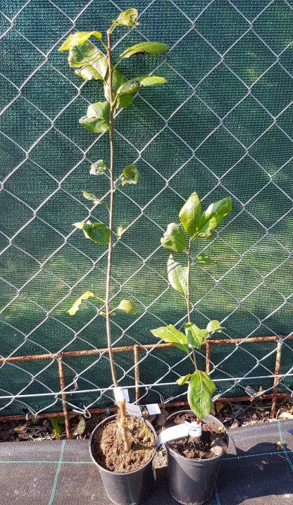 Jarabinohruška uškatá / Tatarkova hruška (Sorbopyrus auricularis) veľkosť 40-60cm - Image 2