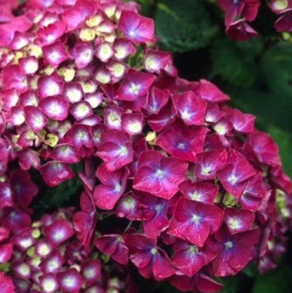 Hortenzia kalinolistá (Hydrangea macrophylla ´Holehird Purple´) veľkosť 25cm+