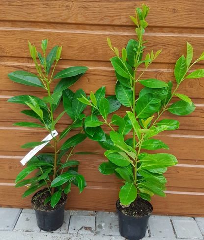 Vavrínovec lekársky (Prunus laurocerasus ´Novita´) veľkosť 60-90cm