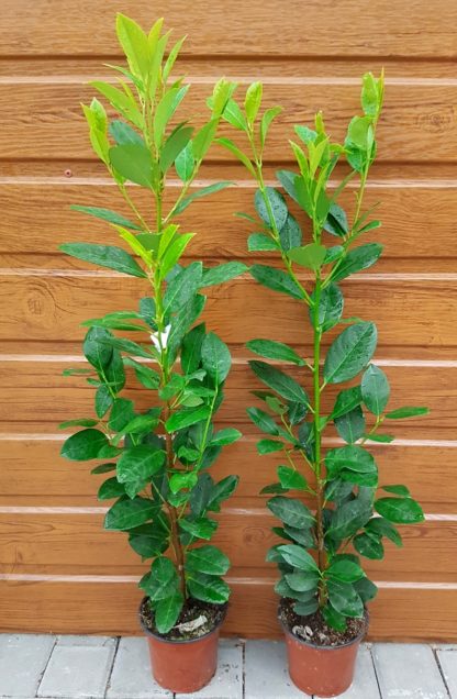Vavrínovec lekársky (Prunus laurocerasus ´Obelisk´) veľkosť 70-100cm
