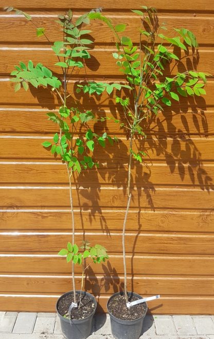 Prsty mŕtveho muža (Decaisnea fargesii) veľkosť 100-150cm