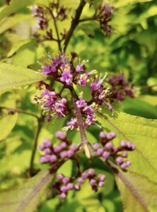 Krásnoplodka bodinierova Callicarpa bodinieri ´Profusion´