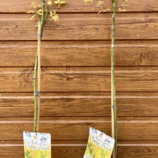 Javor dlaňolistý (Acer palmatum ´Orange Dream´) na kmieniku 60cm