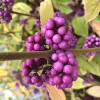 Callicarpa bodinieri ´Profusion´