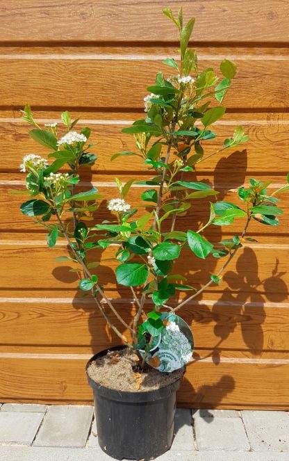 Arónia čiernoplodá (Aronia melanocarpa ’Nero’) veľkosť 100-150cm