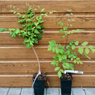 Jaseňovec metlinatý (Koelreuteria paniculata) veľkosť 35cm+