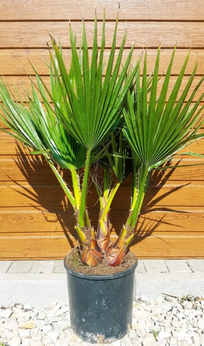 Washingtonia robusta – veľkosť 60-70cm