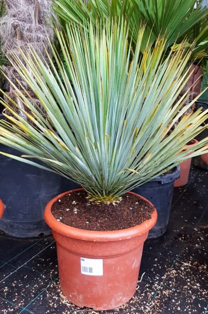 Yucca rostrata (-25˚C) – celková výška 50cm