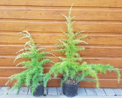 Céder himalájsky (Cedrus deodara ´Lime Glow´) veľkosť 50cm+