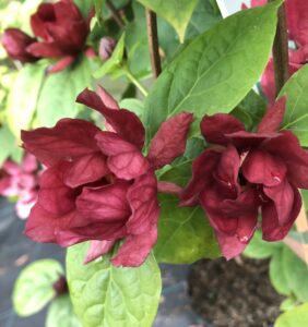 Calycanthus x raulstonii ´Hartlage Wine´