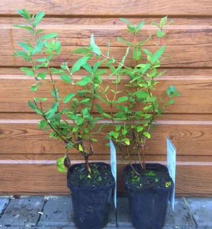 Zemolez kamčatský (Lonicera caerulea ´Strawberry Sensation´) veľkosť 30-50cm