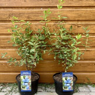 Zemolez kamčatský (Lonicera caerulea ´Strawberry Sensation´) veľkosť 40-100cm