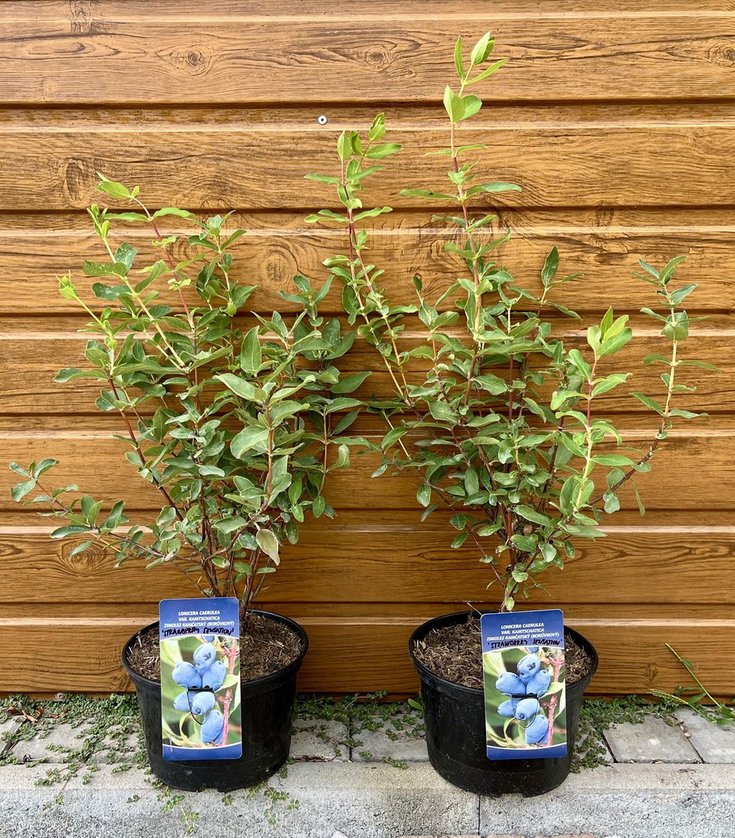 Zemolez kamčatský (Lonicera caerulea ´Strawberry Sensation´) veľkosť 40-100cm